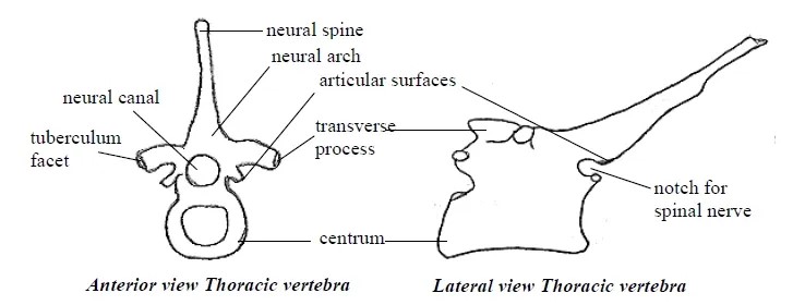 Thoracic Vertebrae